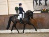 dressage horse High Magic Wf (Westphalian, 2015, from Hohenstein I)