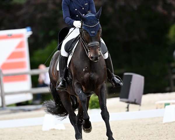 dressage horse Lion 92 (Württemberger, 2006, from Lusano)