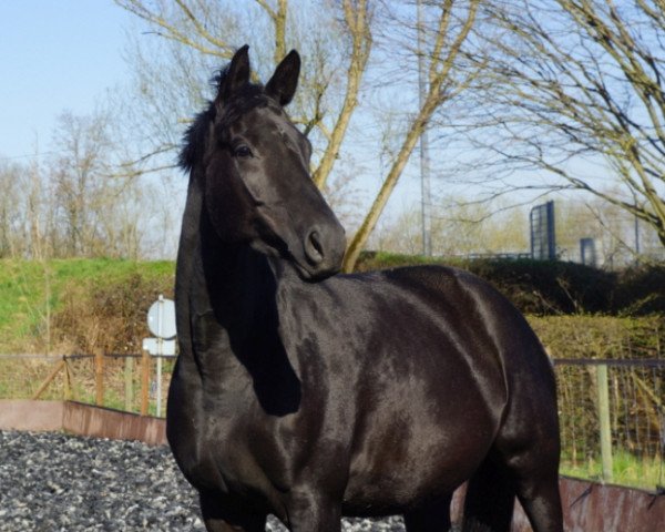 broodmare Isiria (Trakehner, 2009, from Easy Game)