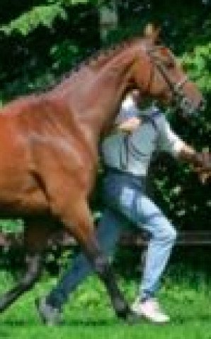 broodmare Remember Me (KWPN (Royal Dutch Sporthorse), 1998, from Cash)