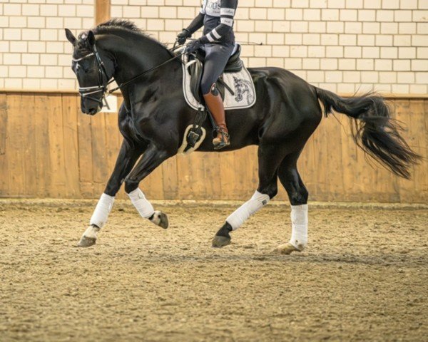 dressage horse Best Intention (Hanoverian, 2017, from Bon Coeur)