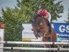 jumper Diablou (German Sport Horse, 2015, from Discar)