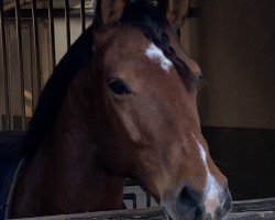 jumper Cascalida 2 (Oldenburg show jumper, 2016, from Casalido)