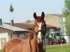 dressage horse Flaming Star L 3 (Württemberger, 2013, from Fürst Romancier)