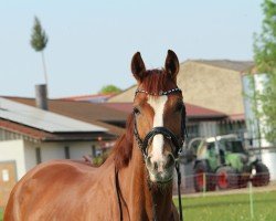 dressage horse Flaming Star L 3 (Württemberger, 2013, from Fürst Romancier)