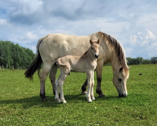 foal by Kuddel (Fjord Horse, 2024, from Konrad)