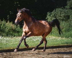 dressage horse Rynos (Trakehner, 2009, from Zauberfürst)