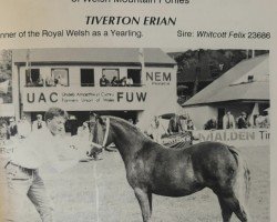 Pferd Tiverton Erian (Welsh Mountain Pony (Sek.A), 1987, von Whitcot Felix)