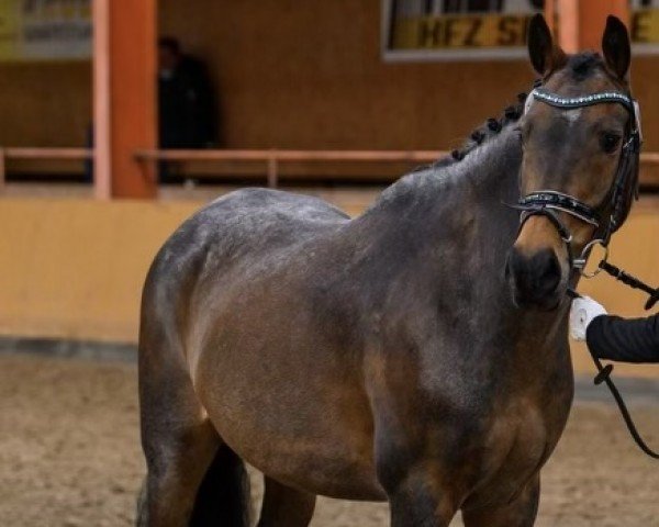 dressage horse Nebos 20 (German Riding Pony, 2009, from Speyksbosch Nelson)