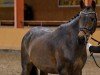 dressage horse Nebos 20 (German Riding Pony, 2009, from Speyksbosch Nelson)