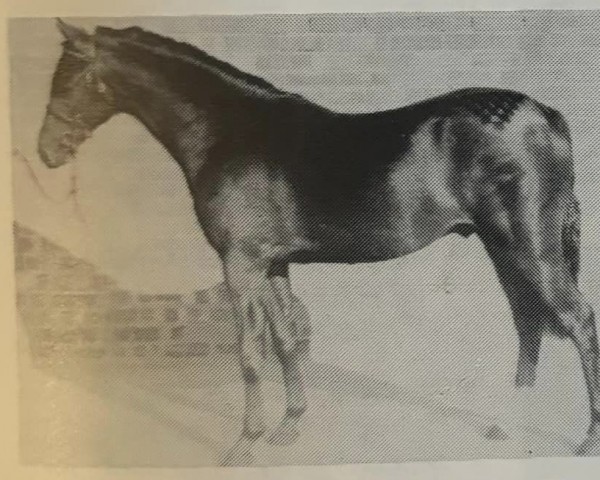 Deckhengst Eskdale Music Boy (British Riding Pony, 1988, von Vean Cockalorum)