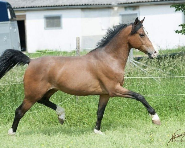 jumper Folkert 4 (Dutch Pony m.arab.Blutant., 2009, from First Stayerhof's Ramzi H)