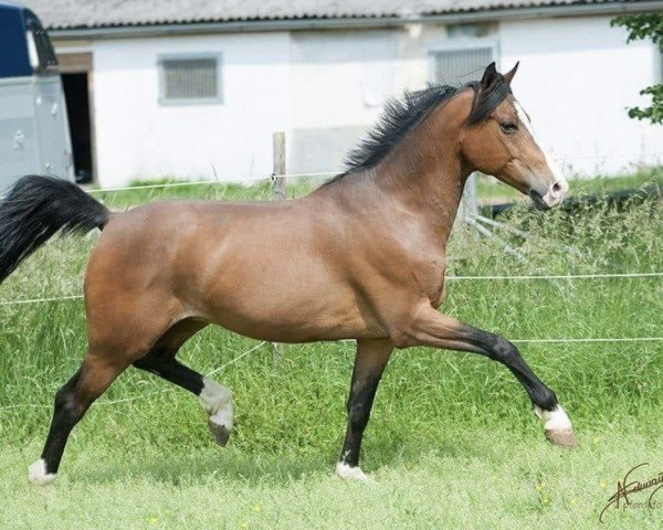 Springpferd Folkert 4 (Niederl. Pony m.arab.Blutant., 2009, von First Stayerhof's Ramzi H)