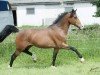 Springpferd Folkert 4 (Niederl. Pony m.arab.Blutant., 2009, von First Stayerhof's Ramzi H)