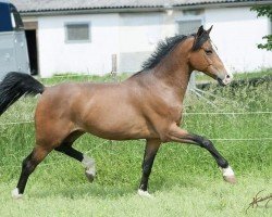 Springpferd Folkert 4 (Niederl. Pony m.arab.Blutant., 2009, von First Stayerhof's Ramzi H)