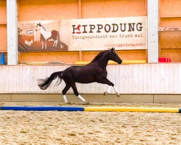 dressage horse For me (German Sport Horse, 2019, from Fuechtels Floriscount OLD)