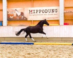 dressage horse For me (German Sport Horse, 2019, from Fuechtels Floriscount OLD)