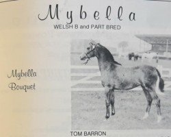 broodmare Mybella Bouquet (Welsh Partbred, 1990, from Cusop Flamingo)