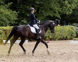 dressage horse Bonjour Billy (Hanoverian, 2019, from Bon Coeur)