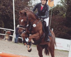 jumper Lirisah's Eelderson (Dutch Harness Horse/Tuigpaard, 2009, from Heidehof's Don Diego)