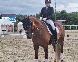 dressage horse Sommermaid (German Sport Horse, 2013, from Sommerhit)