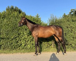 jumper Con Corado AB (Oldenburg show jumper, 2014, from DSP Con Spirit)