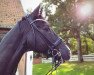 dressage horse Da Bin Ich 8 (Trakehner, 2009, from Tuareg)