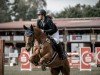 jumper Captain Rudi H (German Sport Horse, 2014, from Captain Sharky)