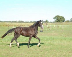 Dressurpferd Power of the King (KWPN (Niederländisches Warmblut), 2020, von Jayson)