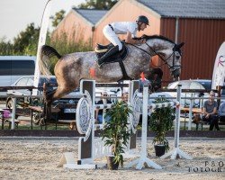 jumper Chafilou PS (Oldenburg show jumper, 2017, from Exelero 2)