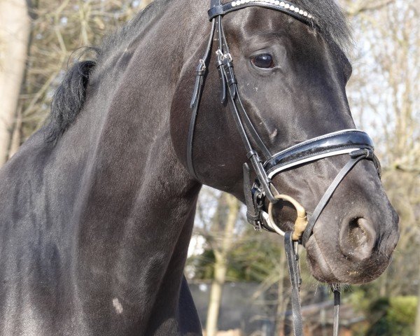 Dressurpferd Dancing Detlev (Westfale, 2015, von Dante Weltino Old)