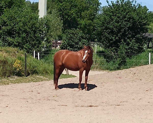 broodmare Madonna (German Riding Pony, 2009, from Mister Mouse P)