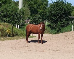 broodmare Madonna (German Riding Pony, 2009, from Mister Mouse P)