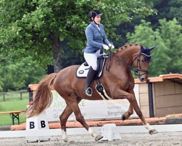 dressage horse Sahara 64 (Hanoverian, 2018, from Secret)