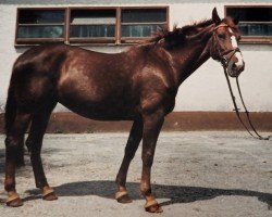 Pferd Polaris (Westfale, 1976, von Perlkönig I)