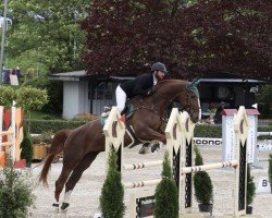 broodmare Paloa (Oldenburg show jumper, 2018, from Action-Breaker)