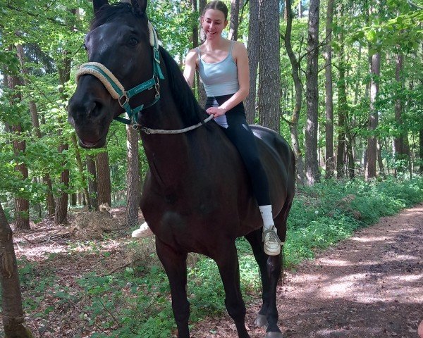 horse Lord Lantano (Hanoverian, 2014, from Gem of India)