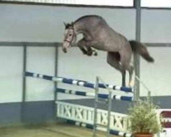 stallion Alain (KWPN (Royal Dutch Sporthorse), 2005, from Sandro Boy)