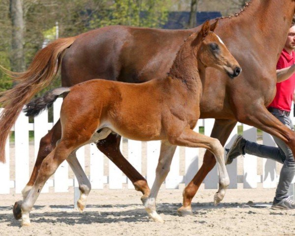 dressage horse Fantastic Boy (Westphalian, 2022, from For Romance I)