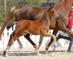 dressage horse Fantastic Boy (Westphalian, 2022, from For Romance I)