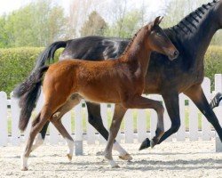 Dressurpferd Vitalicio Vincenzo JVR (Westfale, 2022, von Vitalis)