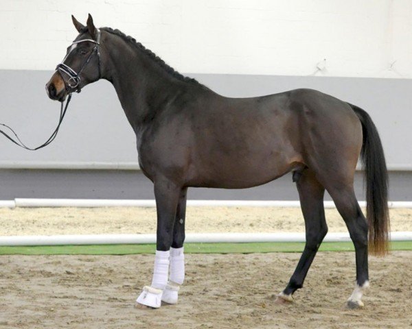 dressage horse Zapperlot 4 (Westphalian, 2018, from Zoom)