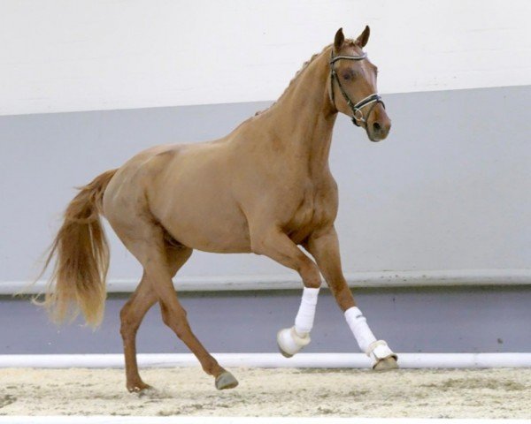 dressage horse Quintinn (Westphalian, 2018, from Quantensprung 3)