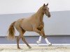 dressage horse Quintinn (Westphalian, 2018, from Quantensprung 3)