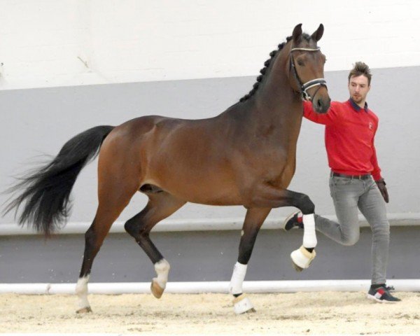 Dressurpferd Hengst von Incognito / Negro / Quattro B (KWPN (Niederländisches Warmblut), 2018, von Incognito)