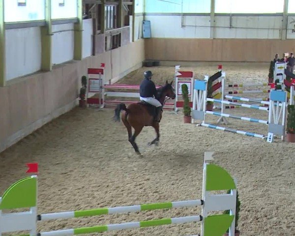 Reitturnier Münster/Ndb. 2024