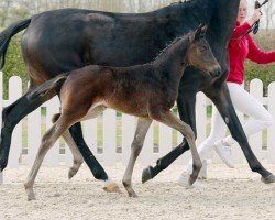 Dressurpferd Coco Fizz (Westfale, 2022, von Champagner Fizz)