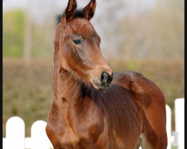 dressage horse Bachelor (Westphalian, 2022, from Bach)