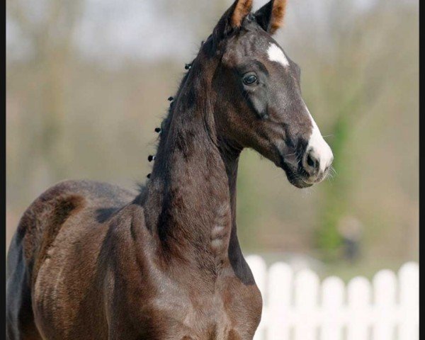 dressage horse Dylano (Westphalian, 2022, from Dettori)