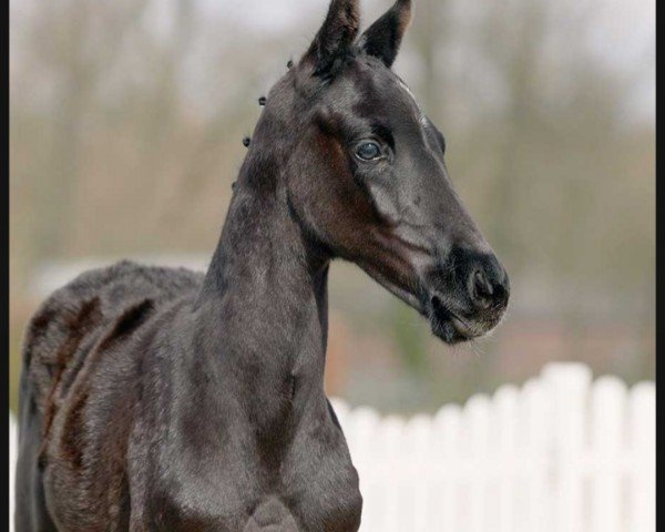 dressage horse Traumtänzer (Westphalian, 2022, from Total Hope OLD)